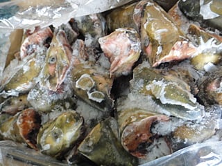 プロテオグリカン抽出のために集められた鮭の頭